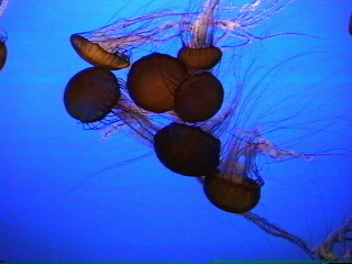 jelly016.jpg