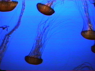 jelly017.jpg