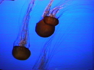 Jelly fish at the Monterey Aquarium Monterey, California