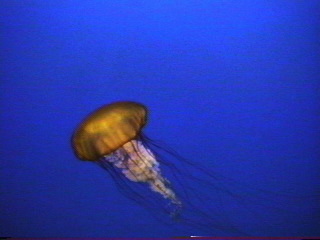 Jelly fish at the Monterey Aquarium Monterey, California