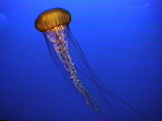 Jelly fish at the Monterey Aquarium Monterey, California