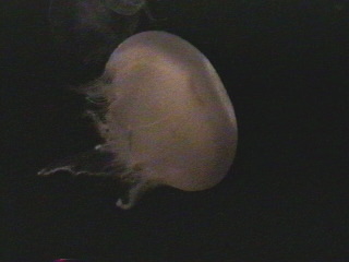 jelly023.jpg