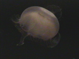 Jelly fish at the Monterey Aquarium Monterey, California