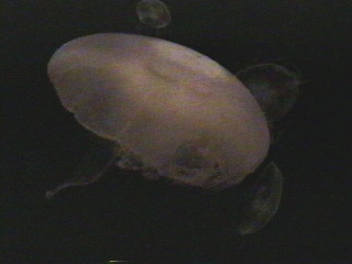 jelly025.jpg