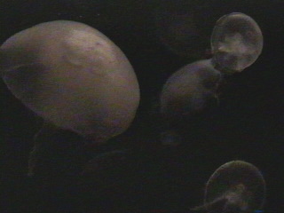 jelly026.jpg