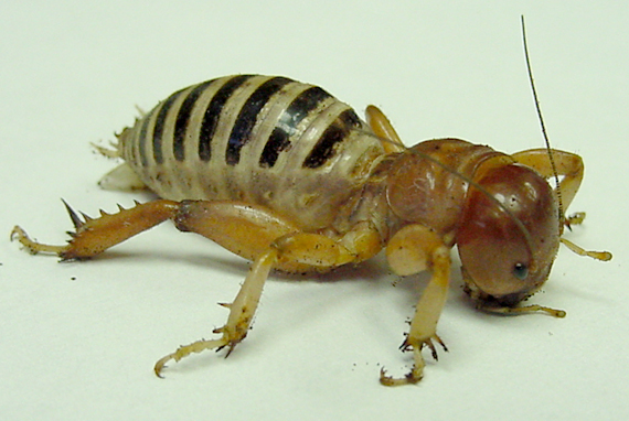 Jerusalem Cricket