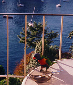 Lorakeet on balcony overlook Sydney Harbor.