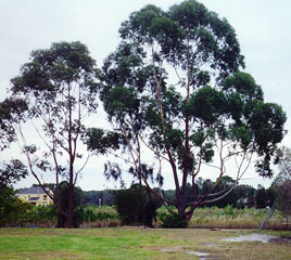 Sussex Inlet, New South Wales