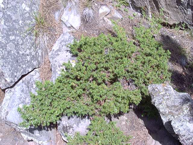 juniper bush