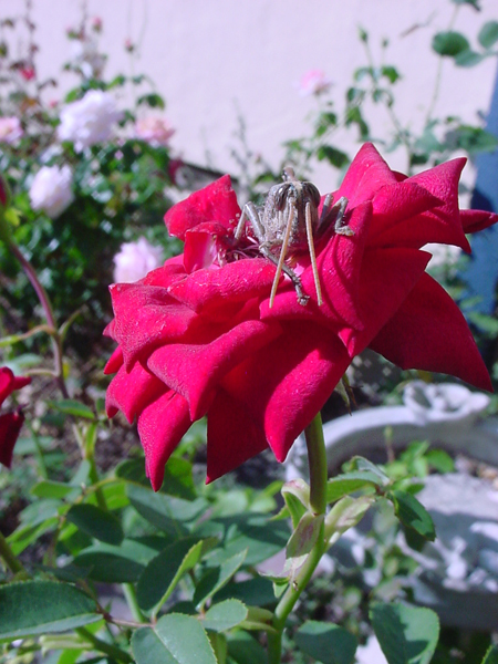 Juvenile Grasshopper