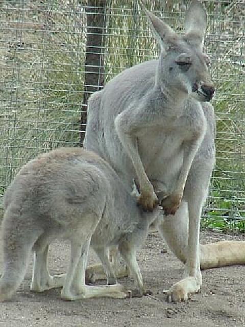 Gray Kangaroo & Joey