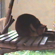 tree kangaroo