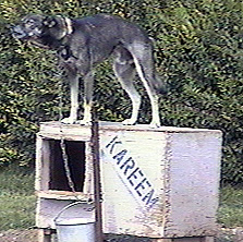 Sled dog Kareem