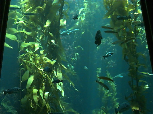 kelp001.jpg