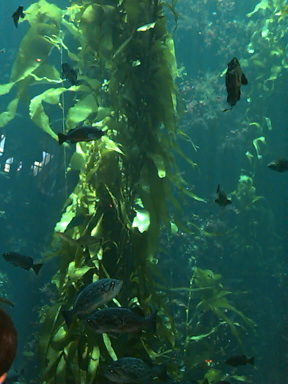 kelp002.jpg