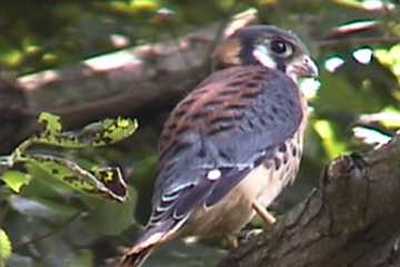 baby kestrel