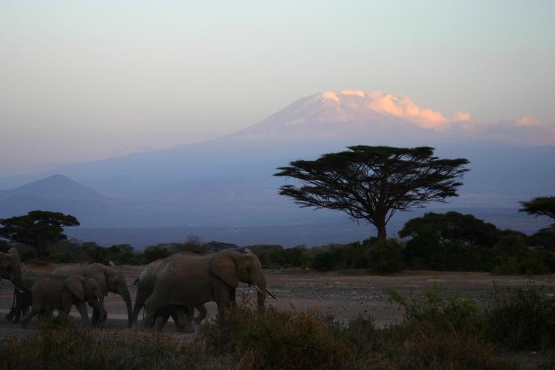 Mt. Kilamanjaro and Elephant