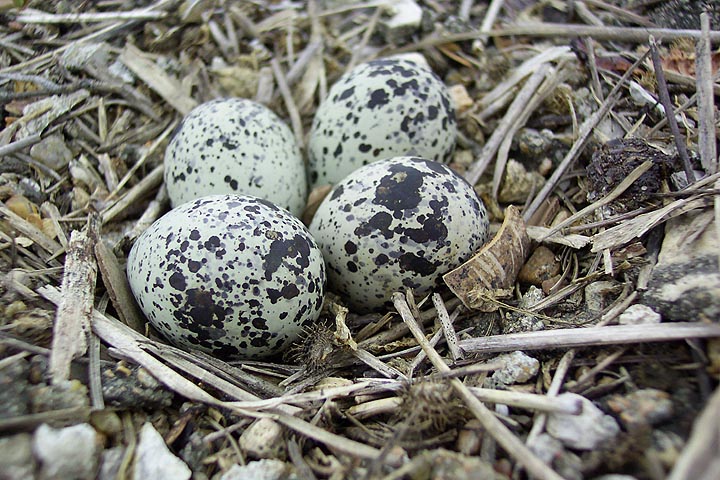 killdeer-nest.jpg