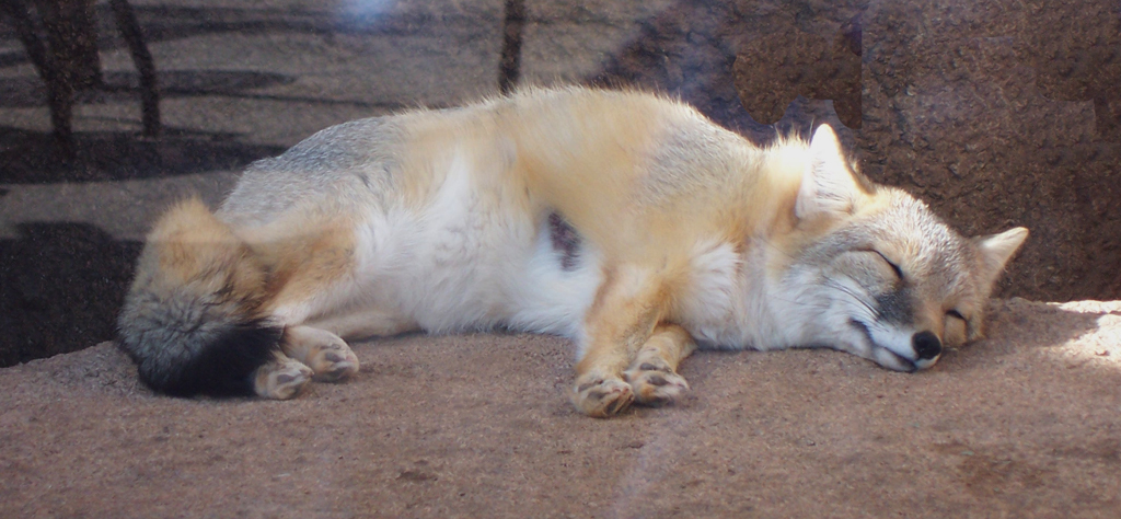 Sleeping kit fox