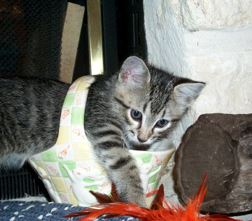 kitten in basket