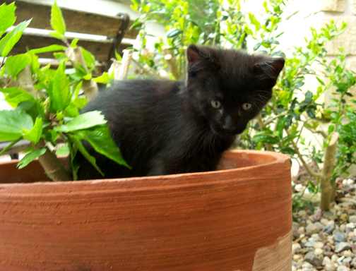Kitten in planter