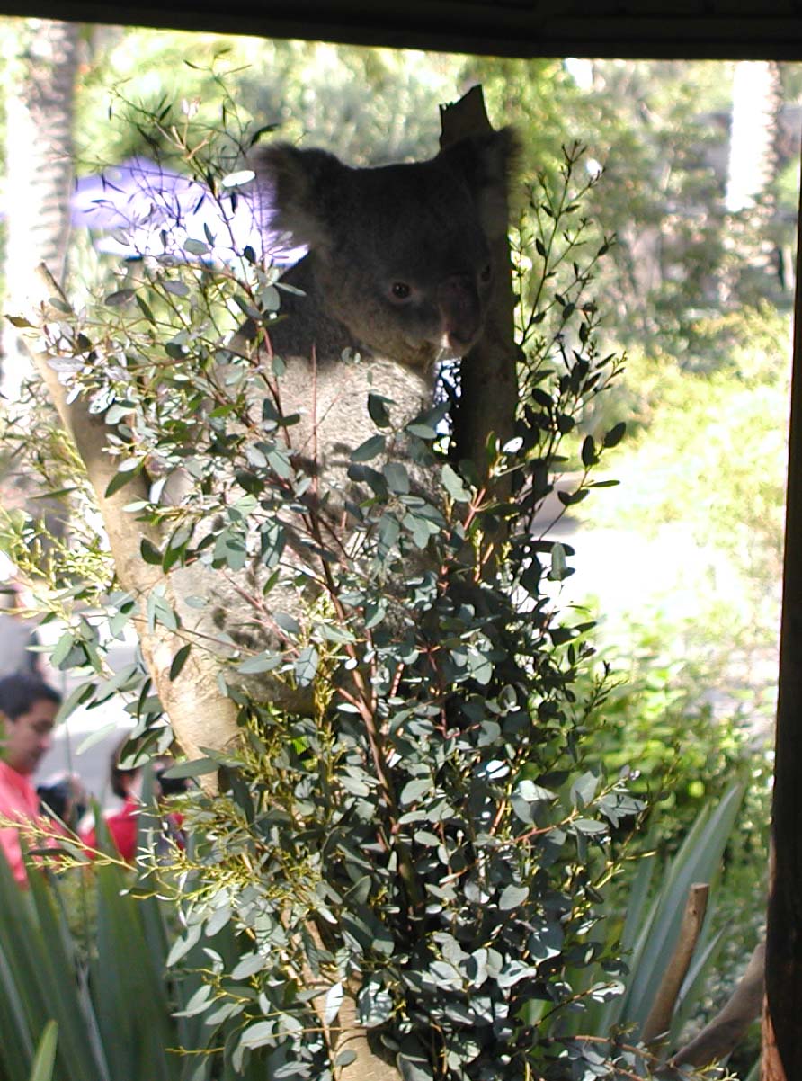 Koala bear at San Diego Zoo