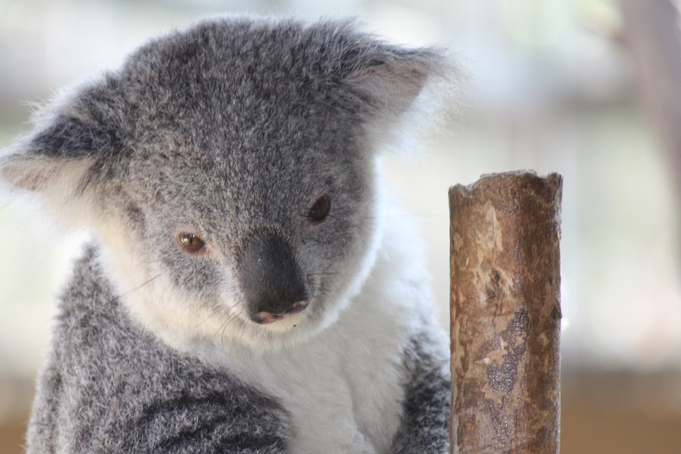 koala1234.jpg - Cutie Koala