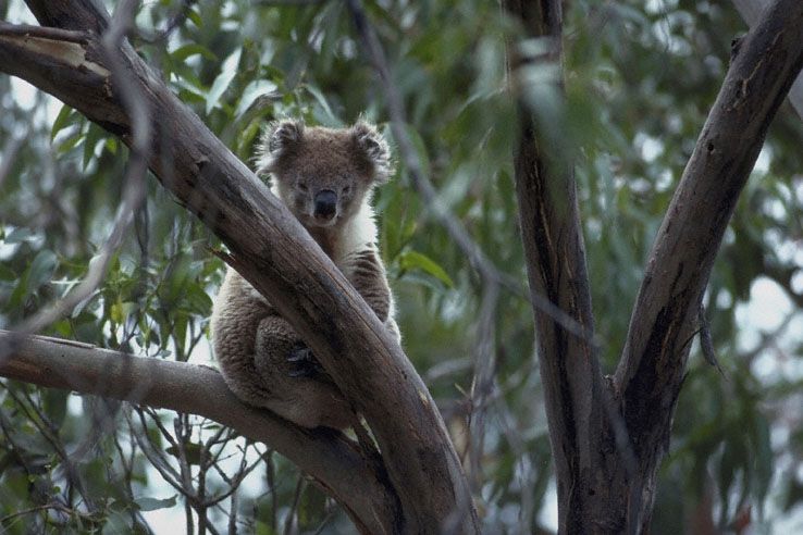 Koala