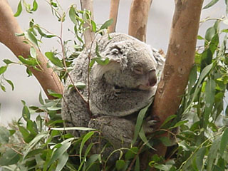 sleeping koala