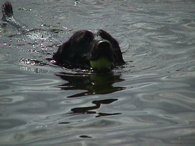 Labrador Retriever retrieving tennis ball