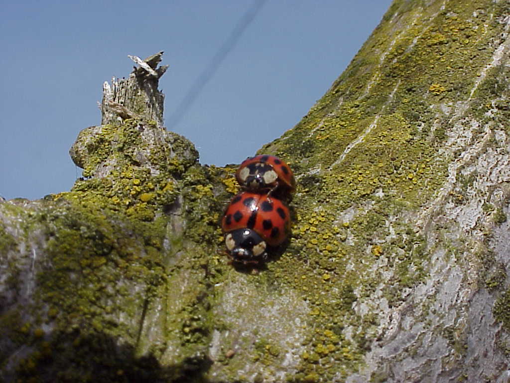 ladybug03.jpg