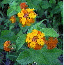 Wild lantana, a bush type of flower that grows in semi-shade in South Texas.