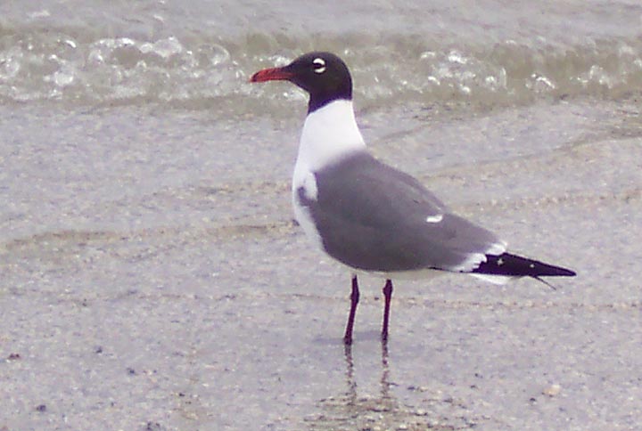 This laughing gull enjoys the surf at the Gulf of Mexico.