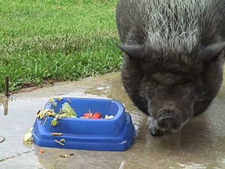 Laura the pig eating her dinner