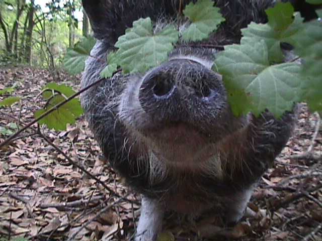 Laura the pig is a six year old pot belly pig rooting around in the yard.