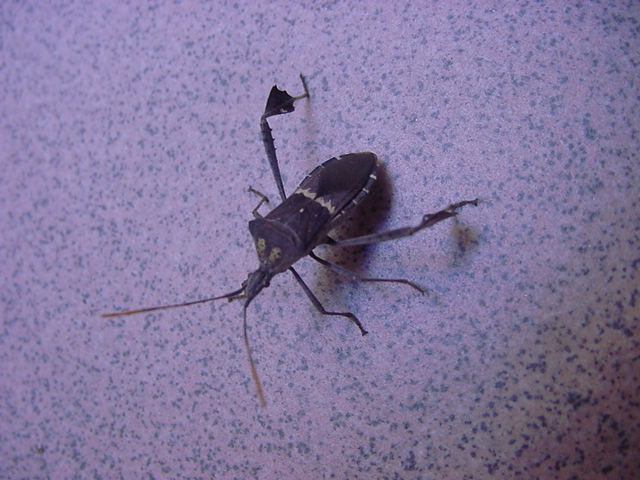 leaf-footed_bug.jpg