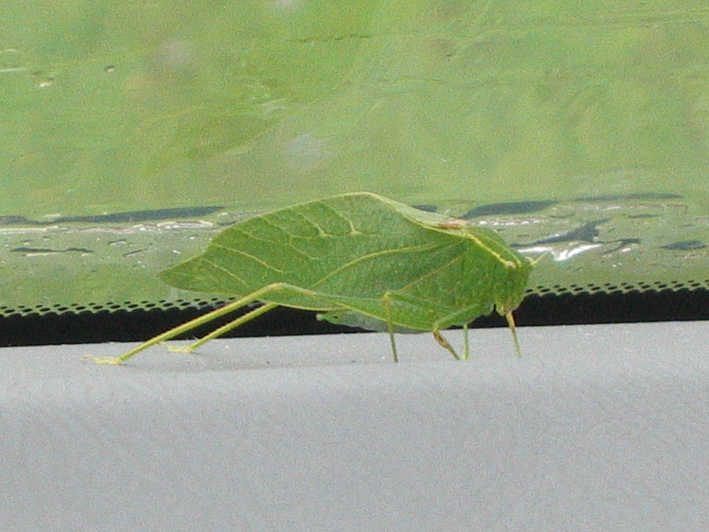 leafbug.jpg