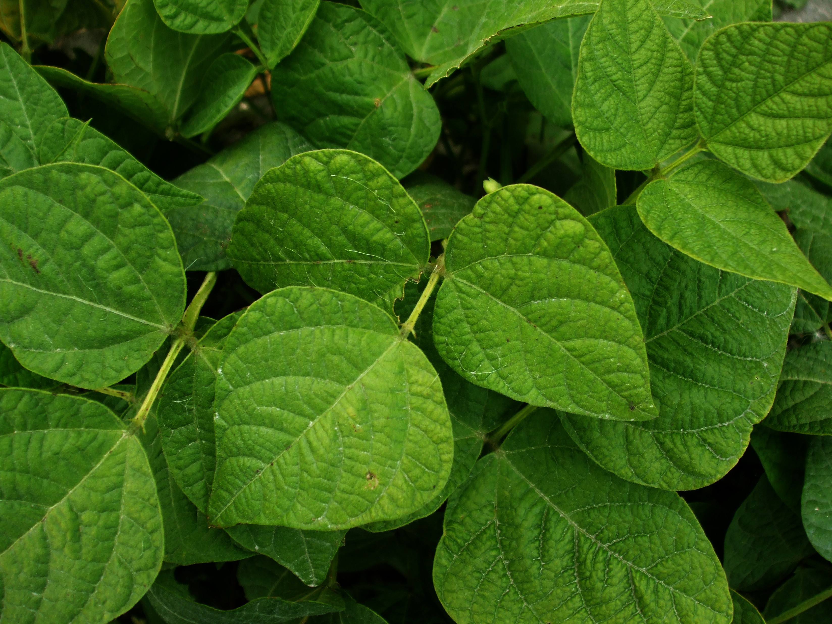 Green Leaves Pics4Learning Green Leaves Pics4Learning
