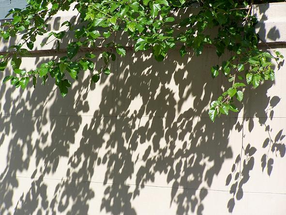 Vine and Shadows