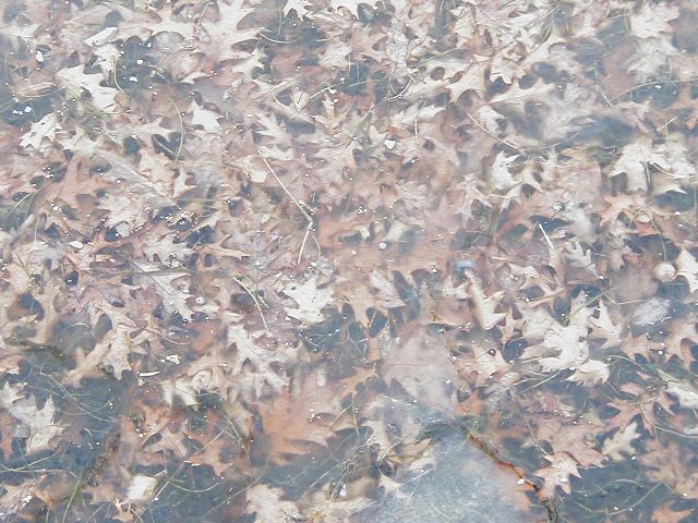 Leaves under Ice