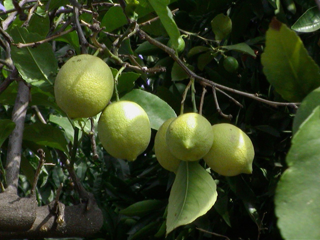 lemons
