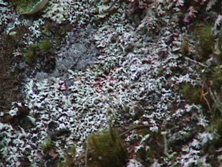 lots of lichen