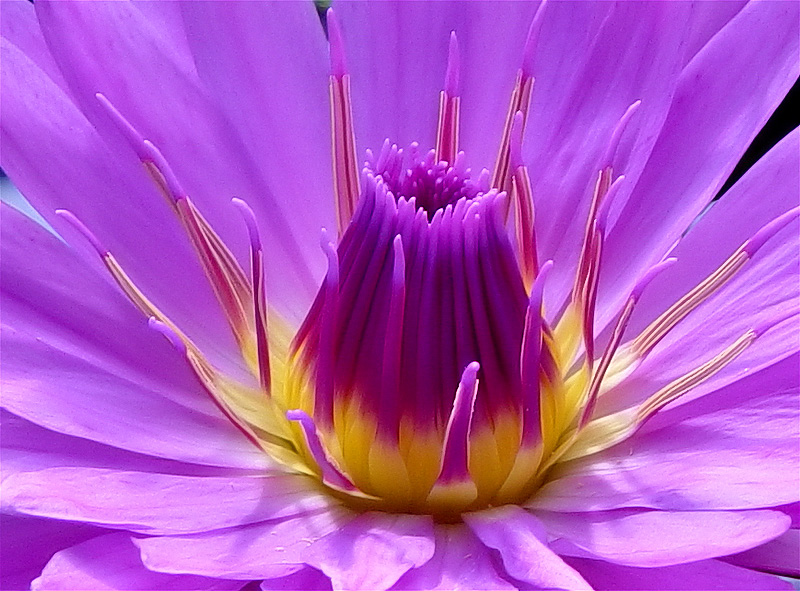 Giant Amazon Water Lily