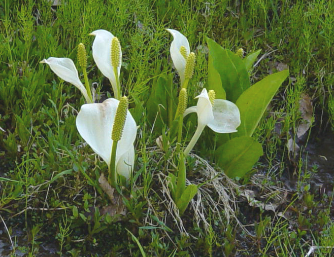 Calla lilies