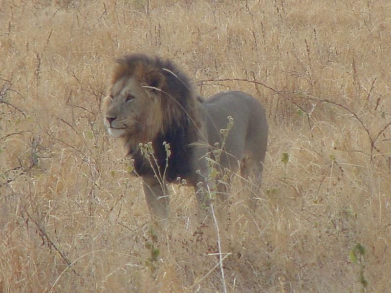 Male Lion