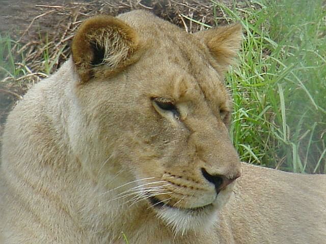 Lioness