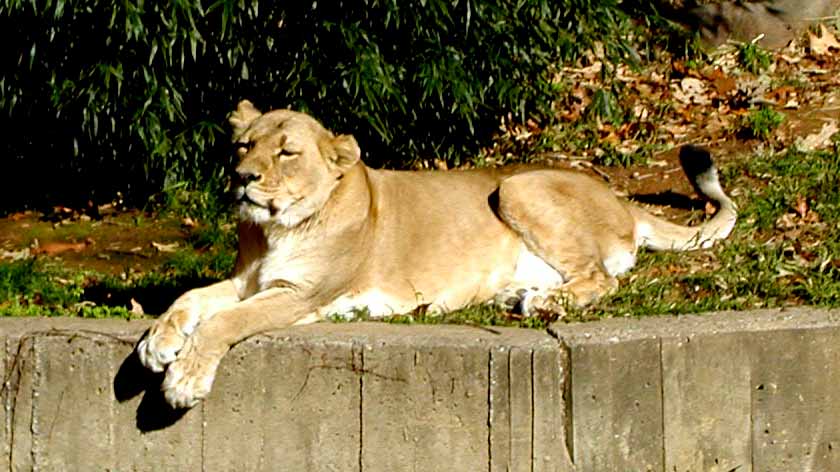 lioness at National Zoo