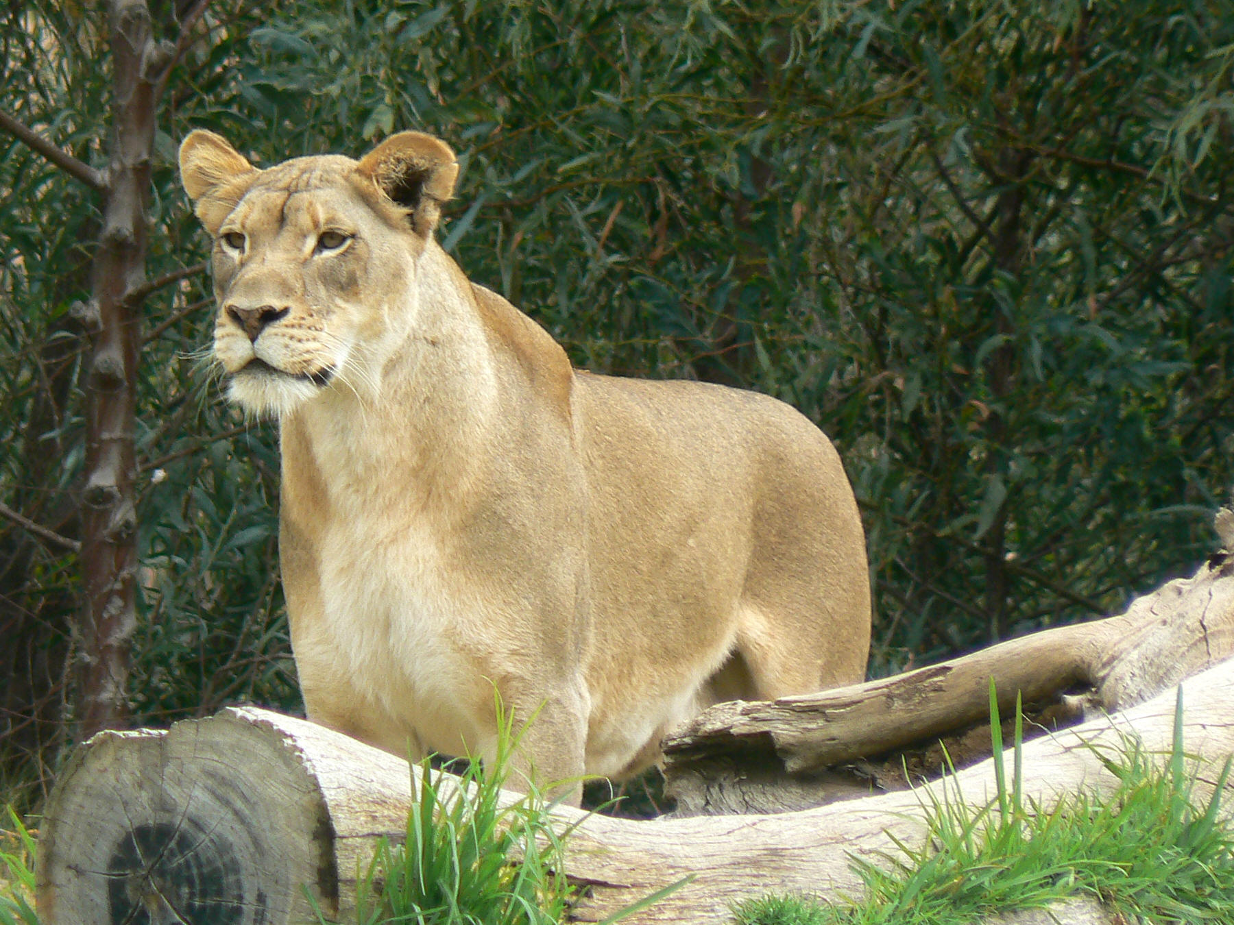 lioness123.jpg