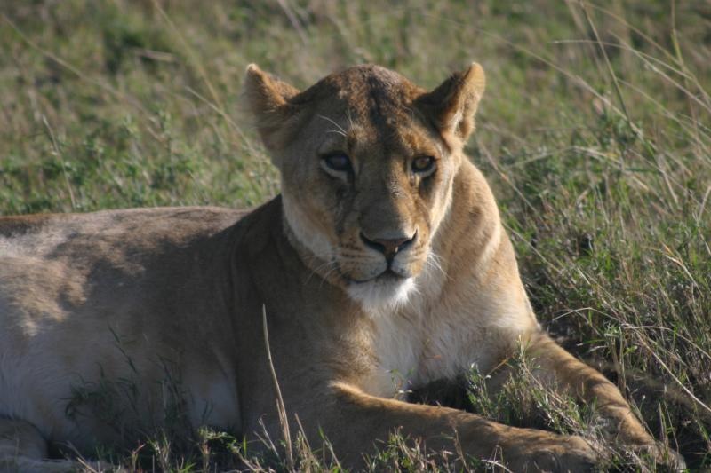 lioness2.jpg