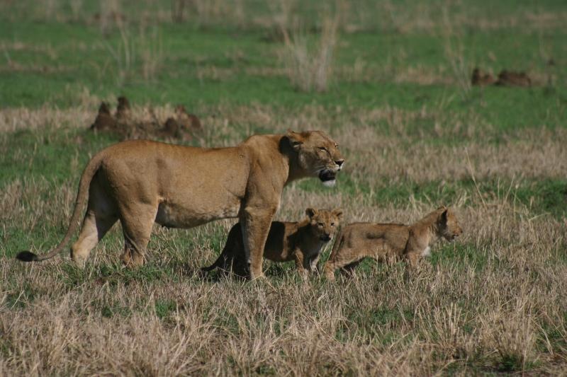 Lioness and Cubs